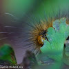 Virginia tiger moth caterpillar