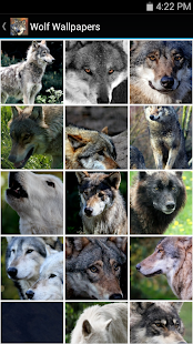 Free Download Wolf Wallpapers APK