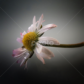 by Ivanka Ruter - Flowers Single Flower