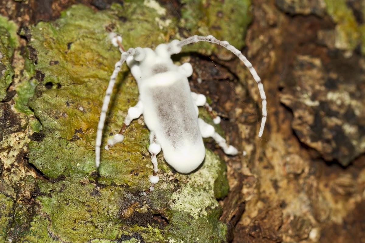 Longhorn Beetle and fungus