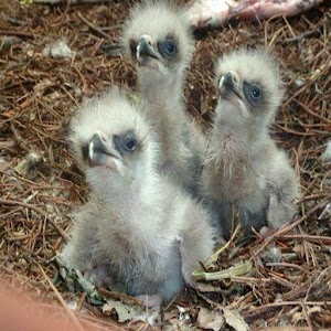 Eagle Nest Cam 1.1