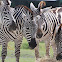 Plains Zebras