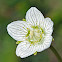 Marsh Grass-of-Parnassus/Bog star