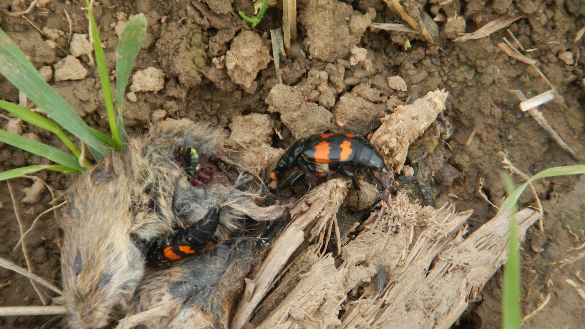 Burying beetle