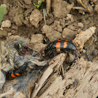 Burying beetle