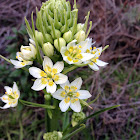 Common Star Lily