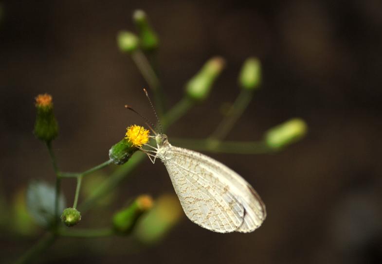 Common Cerulean