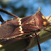 Leaf-footed Bug  ♀