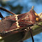 Leaf-footed Bug  ♀
