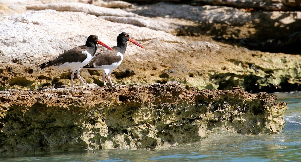 Oystercatchers (female and male)