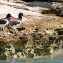 Oystercatchers (female and male)