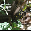 Pipevine Swallowtail