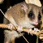Long-tailed Pygmy Possum