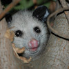 Virginia opossum