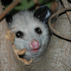 Virginia opossum