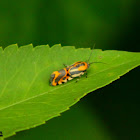 Black Spotted Spragueia Moth