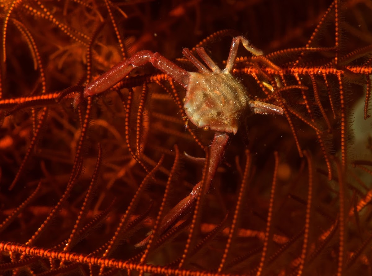 Crinoid Crab
