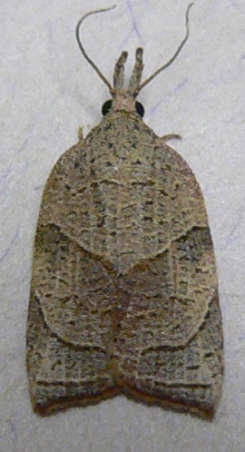 Omnivorous Platynota Moth