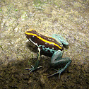 Golfo Dulce Dart Frog