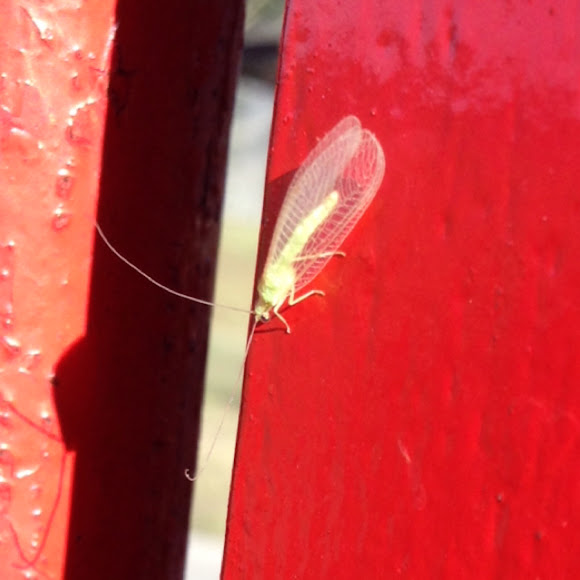 Lacewing Project Noah