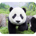 Cute Panda Photography logo