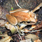Stony Creek Frog