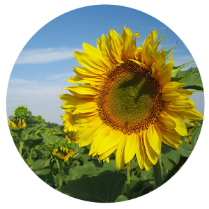 Nature 2 - Wallpapers 1.0
