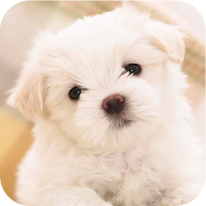 Pet Dog Wallpaper 1.0