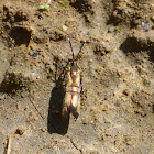 Metalmark Moth