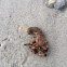Dimpled Hermit Crab