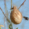 Egg Sack of Black and Yellow Garden Spider