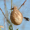 Egg Sack of Black and Yellow Garden Spider