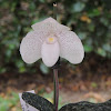 Orquidea