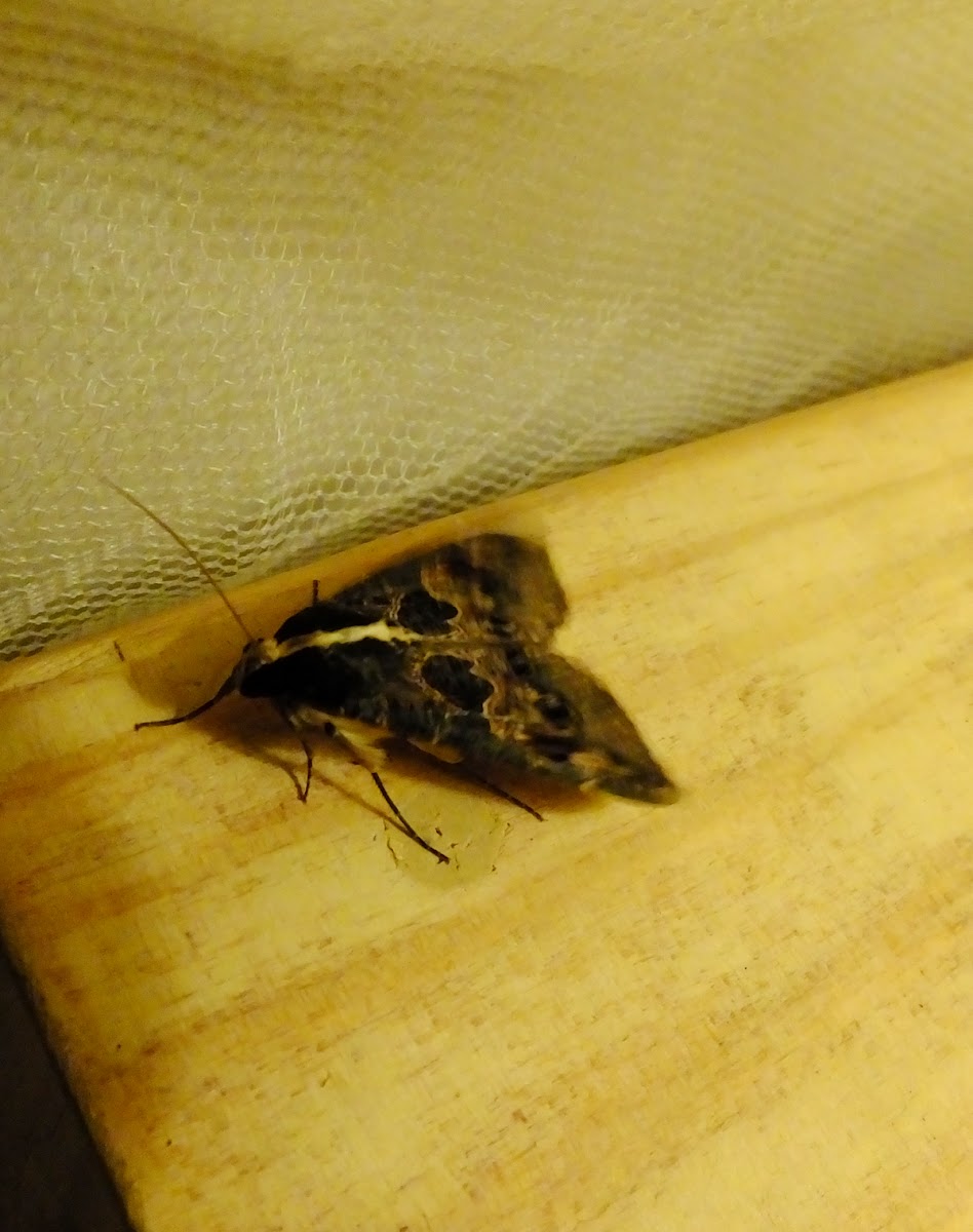 Sundowner moth