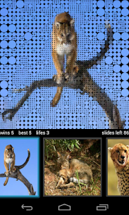 How to install Guess Wild Cats Pictures 2.2 apk for pc
