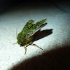 Green mahoe moth