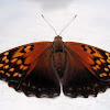 Tawny emperor butterfly