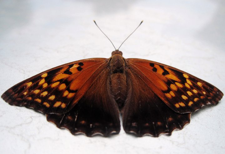Tawny emperor butterfly