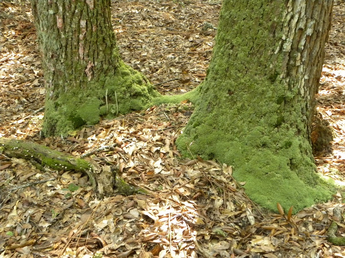  (Awl Lichen) on oak trees