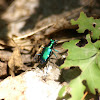 6 spotted tiger beetle
