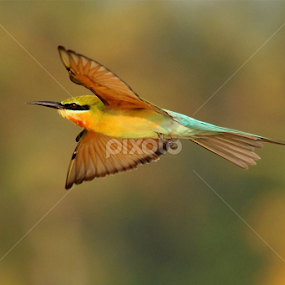 Happy New Year to all my friends;Blue-tailed Bee-eater  by Nithya Purushothaman - Animals Birds