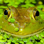 American bullfrog