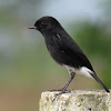 Pied bushchat