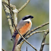 Rufous-backed Shrike