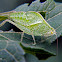 Leaf mimic katydid nymph