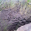 Side cut of anthill