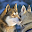 Huskies Wallpapers Download on Windows