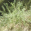 Asparagus acutifolius (Esparrágo amarguero)