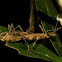 Stick Insect/Phasmid - Pair