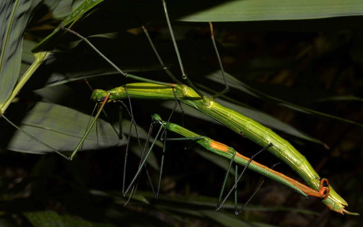 Winged Stick Insect, Phasmid - Pair